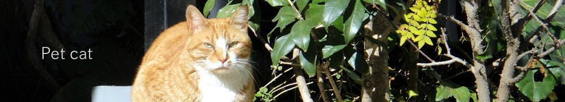 ペット 猫
