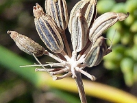 古代の女性を魅了したダイエットティー